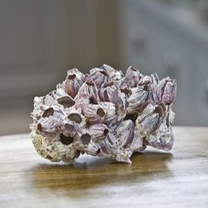 Barnacle Natural Sculpture - By the Sea Beach Decor