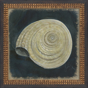 Vintage Seashell 8 Framed Art - By the Sea Beach Decor