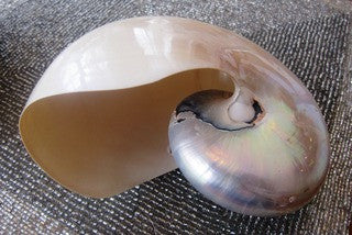 Natural Nautilus Shell Pair - By the Sea Beach Decor