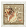 French Seashell II Framed Art - By the Sea Beach Decor