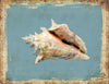 Sanibel Conch Shell - By the Sea Beach Decor